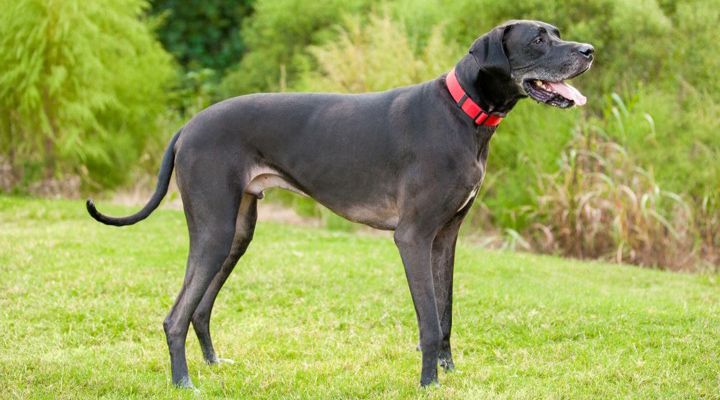 Dangerous Dog Breeds